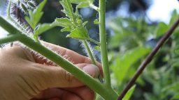 Demonstration of Proper Tomato Pruning