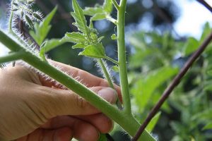 pruning-tomato-feature-image