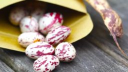 Seed Saving Tips
