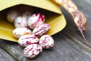 seed-saving