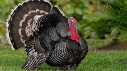 Homestead Thanksgiving Dinner (Video)