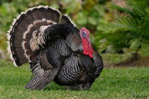 turkey-theharlemvalleynewsdotnet1