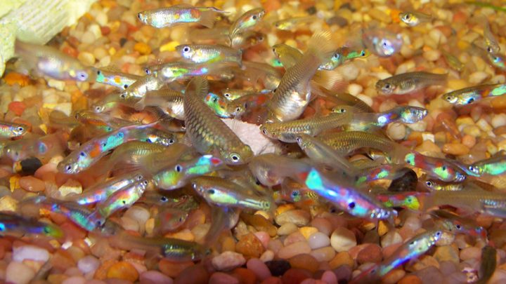 Guppies for the Garden