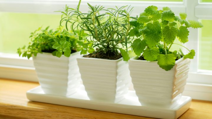 Growing Vegetables and Herbs Indoors