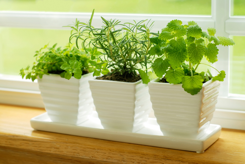 Growing Vegetables and Herbs Indoors
