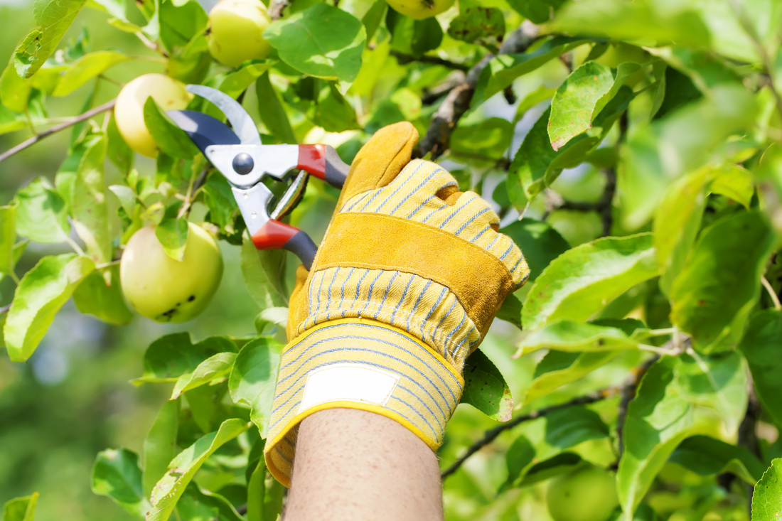 Tips for Pruning Fruit Trees