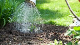 Does Tap Water Kill Garden Bacteria?   