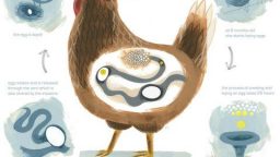 The Life Cycle of a Chicken (Infographic)
