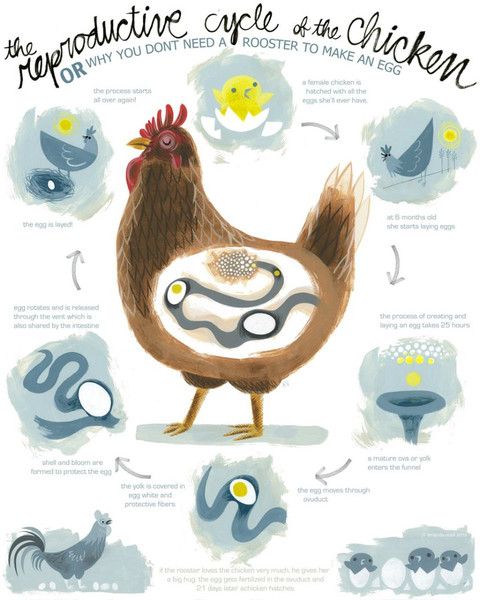 The Life Cycle of a Chicken (Infographic)