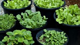 When to Harvest Vegetables and Herbs