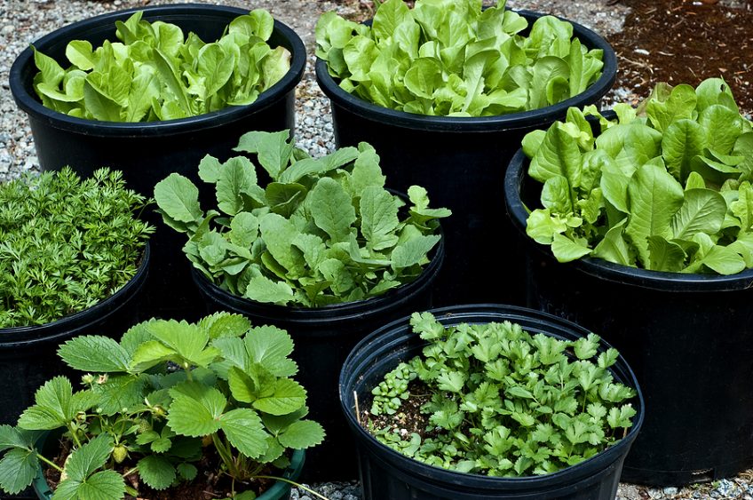 When to Harvest Vegetables and Herbs