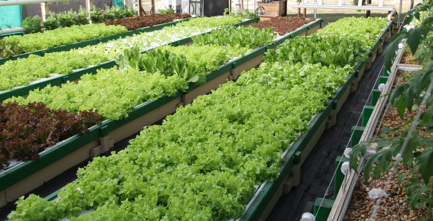 Benefits of Aquaponics