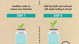 Mason Jar Aquaponics (Infographic)