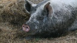 Best Animals to Raise for a Homesteader