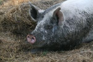 pig