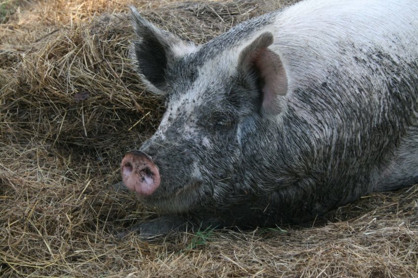 Best Animals to Raise for a Homesteader