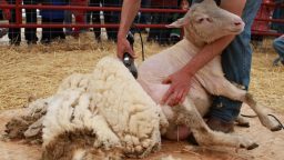 Shearing Sheep for Wool (Video)