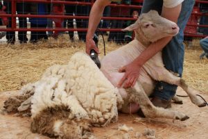 stonebarns_sheepshearing_2