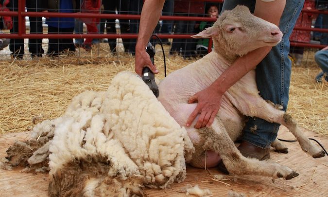 Shearing Sheep for Wool (Video)