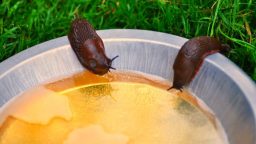 Beer for the Garden