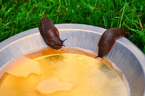 Beer for the Garden