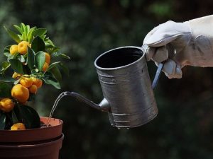 container-gardening