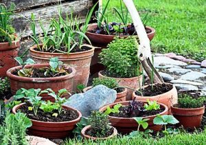 container-vegetable-gardening-pots