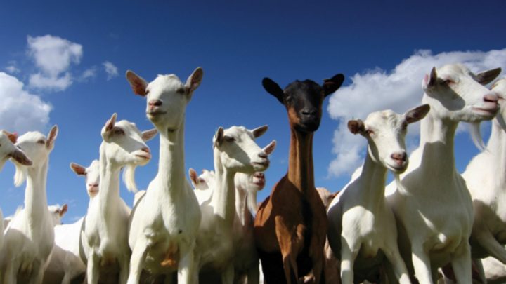 Tips for Raising Goats