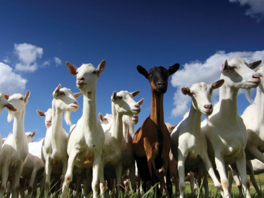 Tips for Raising Goats