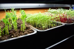 growing-pea-shoots-and-micro-greens-2