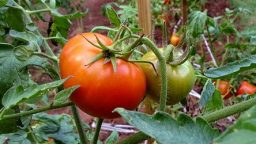 Tips for Better Tomatoes