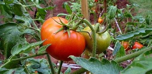 Tips for Better Tomatoes