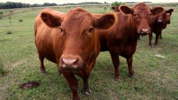 The Meat Makers (Infographic)