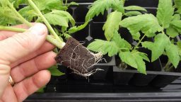 DIY Clones   