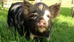 Homestead Hog Slaughtering (Video)