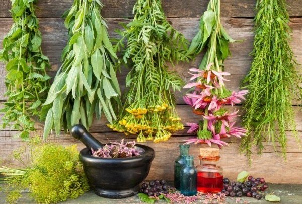 Medicinal Herbs and Roots for Homesteaders
