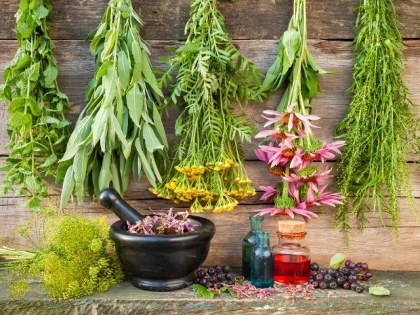 Medicinal Herbs and Roots for Homesteaders