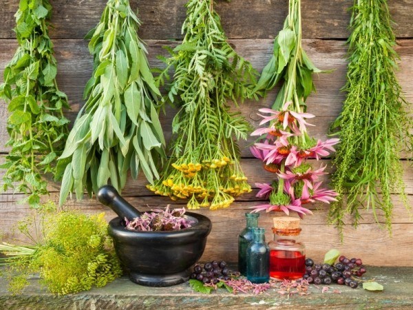 medicinal-herb-garden-600×450