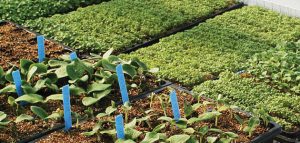 succession-planting-header-veg