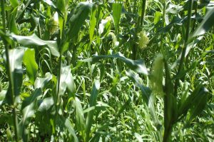 sw-corn-1