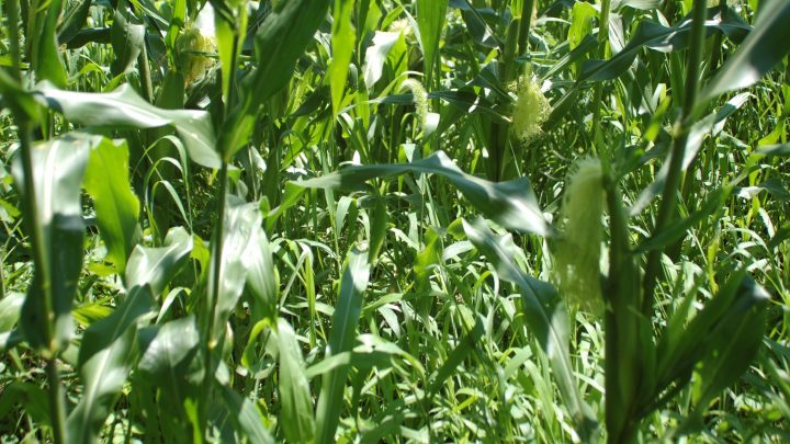 Saving Space While Growing Corn