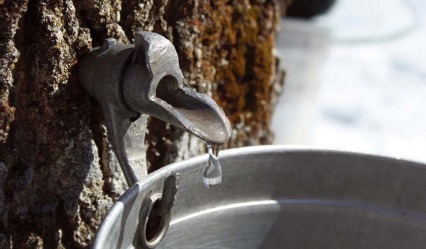 Tapping a Maple Tree