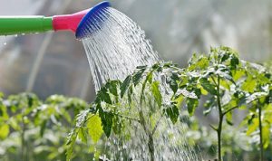 watering-spring-garden