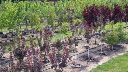 Crops that can Earn you Money on your Homestead   