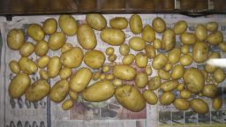 How (And Why) To Cure Potatoes Before Storing Them