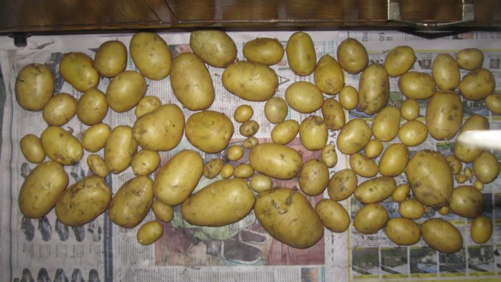 How (And Why) To Cure Potatoes Before Storing Them