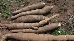 Growing Calories for Survival