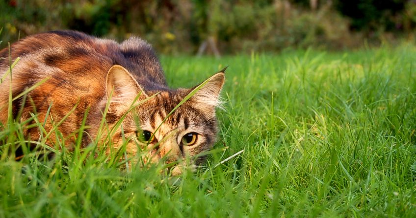 Cats as Pest Control on the Homestead