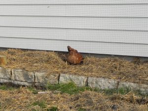 ChickenScratching