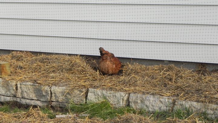 5 Ways for Your Chickens to Earn Their Keep